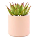 Succulent with Large Modern Cylinder Pot, Unique Succulent Gift Ideas, Succulent in ceramic pots, Succulent Decor Ideas, 4 inch succulent pots for sale, EcoFriendly Succulent Gift Box for Employee, Corporate Gift Succulents For Sale Online, Succulent Thank You Gift Ideas, Thank you gift for your staff in 2023, Customizable Gift Boxes for employees and clients, Office gift for employees, Employee appreciation day 2023 ideas, Succulent Plants for Clients &amp; Employees for sale