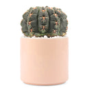 Succulent with Large Modern Cylinder Pot, Unique Succulent Gift Ideas, Succulent in ceramic pots, Succulent Decor Ideas, 4 inch succulent pots for sale, EcoFriendly Succulent Gift Box for Employee, Corporate Gift Succulents For Sale Online, Succulent Thank You Gift Ideas, Thank you gift for your staff in 2023, Customizable Gift Boxes for employees and clients, Office gift for employees, Employee appreciation day 2023 ideas, Succulent Plants for Clients &amp; Employees for sale