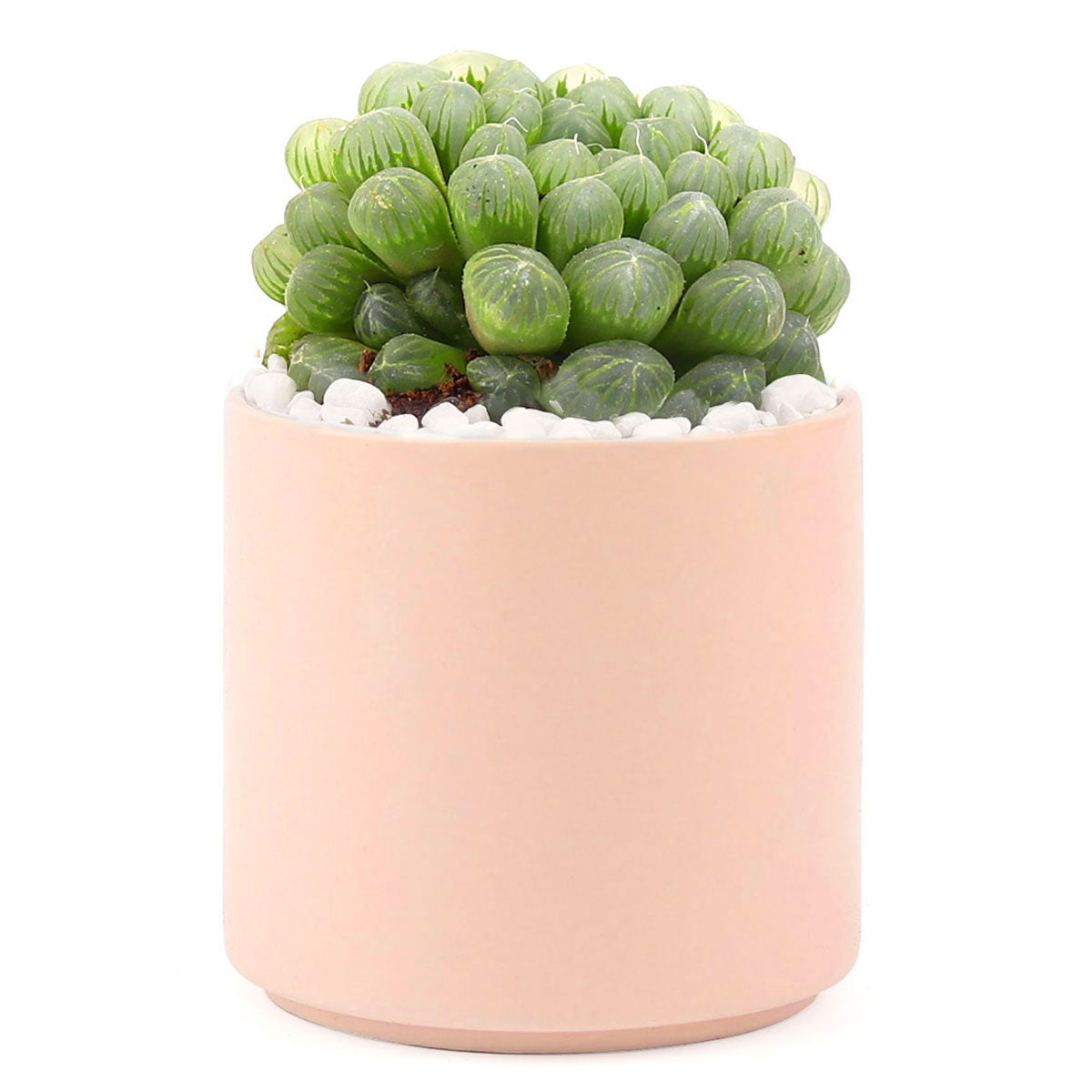 Succulent with Large Modern Cylinder Pot, Unique Succulent Gift Ideas, Succulent in ceramic pots, Succulent Decor Ideas, 4 inch succulent pots for sale, EcoFriendly Succulent Gift Box for Employee, Corporate Gift Succulents For Sale Online, Succulent Thank You Gift Ideas, Thank you gift for your staff in 2023, Customizable Gift Boxes for employees and clients, Office gift for employees, Employee appreciation day 2023 ideas, Succulent Plants for Clients &amp; Employees for sale