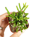 How to grow Dancing Bones, rare succulents, rare succulents for sale, unique succulents, buy succulents online, rare succulent, succulent shop, unusual succulents, succulent store, succulents online