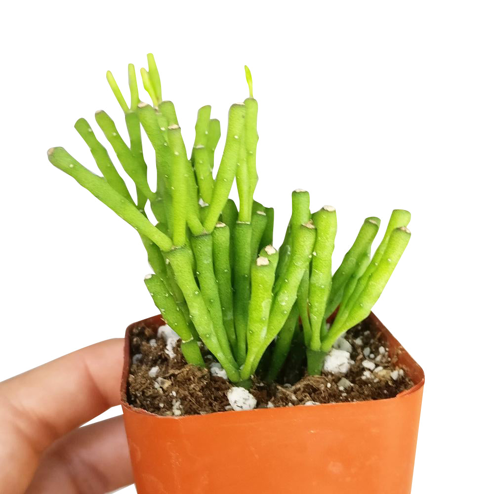 Dancing Bones for Sale, succulents garden, Succulents, succulent care tips, succulent subscription, cactus, Rare succulents, succulent care, succulents shop in California, Dancing Bones in California, How to grow Dancing Bones, rare succulents, rare succulents for sale, unique succulents, buy succulents online, rare succulent, succulent shop, unusual succulents, succulent store, succulents online