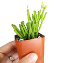 How to grow Dancing Bones, rare succulents, rare succulents for sale, unique succulents, buy succulents online, rare succulent, succulent shop, unusual succulents, succulent store, succulents online