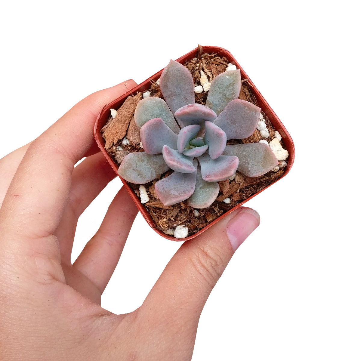 bobbly succulent Graptoveria Debbie Purple Rosette Succulent with Care Instruction