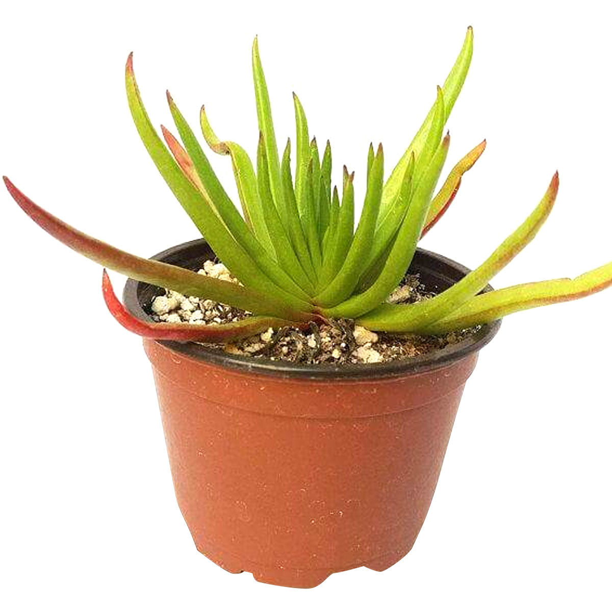 Crassula Devil’s Horns flower, succulent plant, Succulents, succulents store in CA, how to grow succulents, succulent care guide, Succulents shop near me, monthly succulents, succulent care tips, Devil horns succulent in California, How to grow Devil horns succulent, crassula, crassula plant, crassula succulent, crassula types, crassula varieties, types of crassula, crassula species, crassulas, succulent crassula