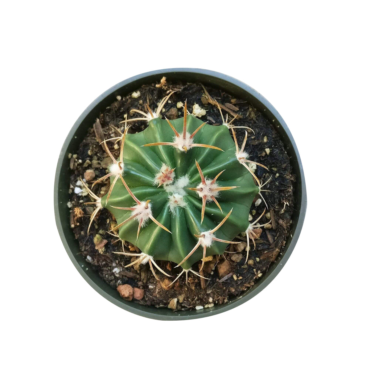 Devil&#39;s tongue cactus, Cactus ferocactus, succulent care, succulent subscription, indoor succulents, succulent plant, succulents garden, Succulents, cactus, succulent care guide, Devil&#39;s tongue cactus in California, How to grow Devil&#39;s tongue cactus, cactus, cactus succulent, succulent cactus, cacti, cactus and succulents, succulents box, succulent shop, buy succulents online