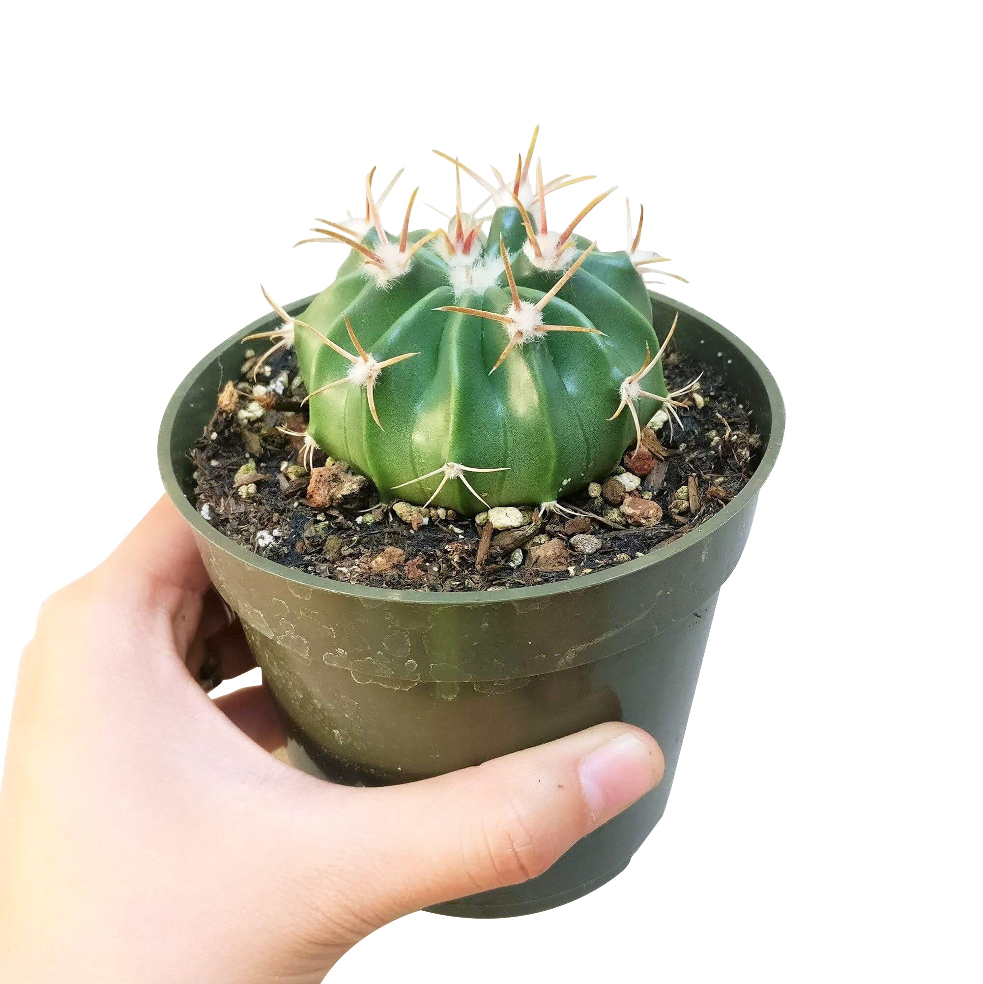 devil's tongue succulent Devil's Tongue Cactus Barrel Cactus with Detailed Care Instruction