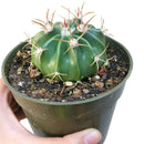 Devil&#39;s tongue cactus, Cactus ferocactus, succulent care, succulent subscription, indoor succulents, succulent plant, succulents garden, Succulents, cactus, succulent care guide, Devil&#39;s tongue cactus in California, How to grow Devil&#39;s tongue cactus, cactus, cactus succulent, succulent cactus, cacti, cactus and succulents, succulents box, succulent shop, buy succulents online