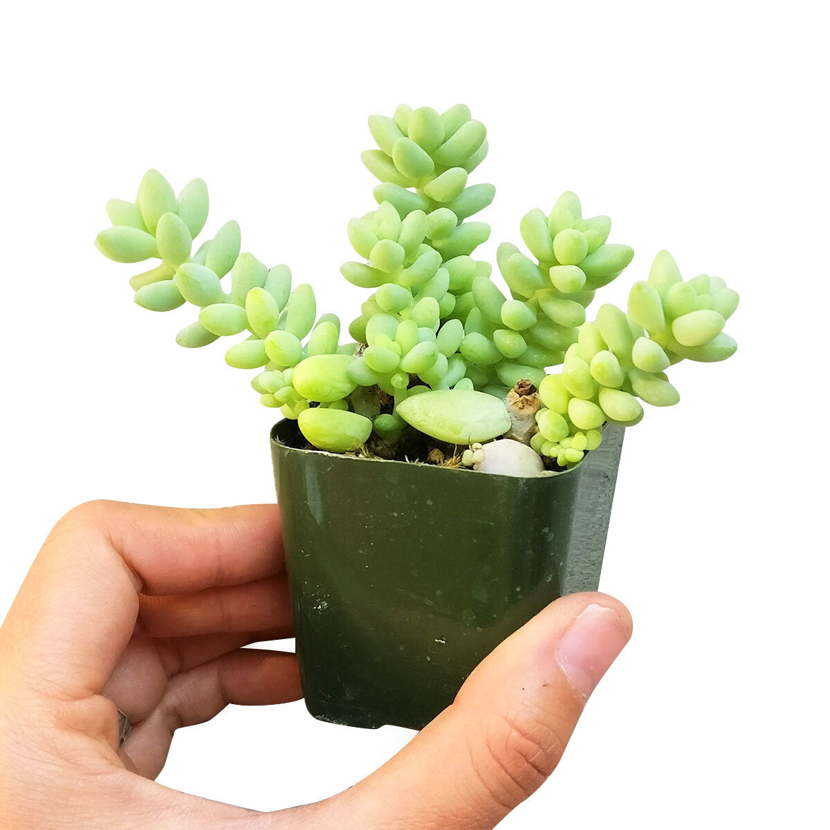 donkey tails succulent Sedum Donkey's Tail Succulent