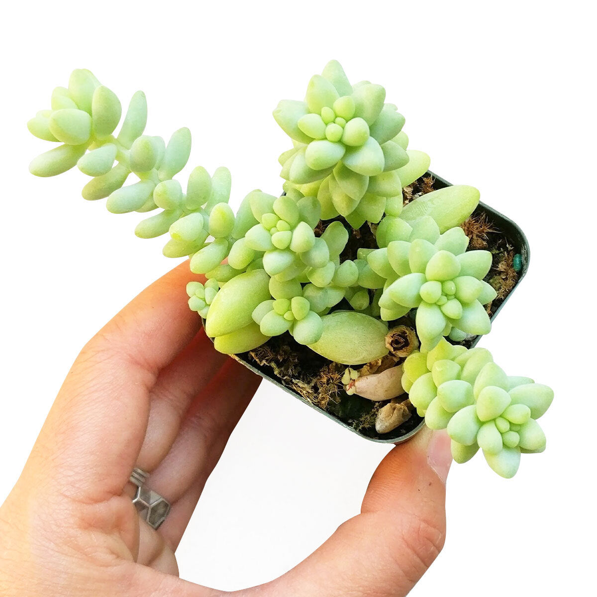 fake donkey tail succulent Sedum Donkey's Tail Succulent
