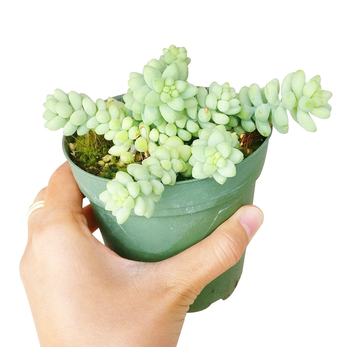 sedum donkey&#39;s tail, sedum burrito, succulents garden, how to grow succulents, monthly succulents, cactus, Succulents, succulent care guide, succulents store in CA, indoor succulents, sedum donkey&#39;s tail in California, How to grow sedum donkey&#39;s tail, Indoor Succulents