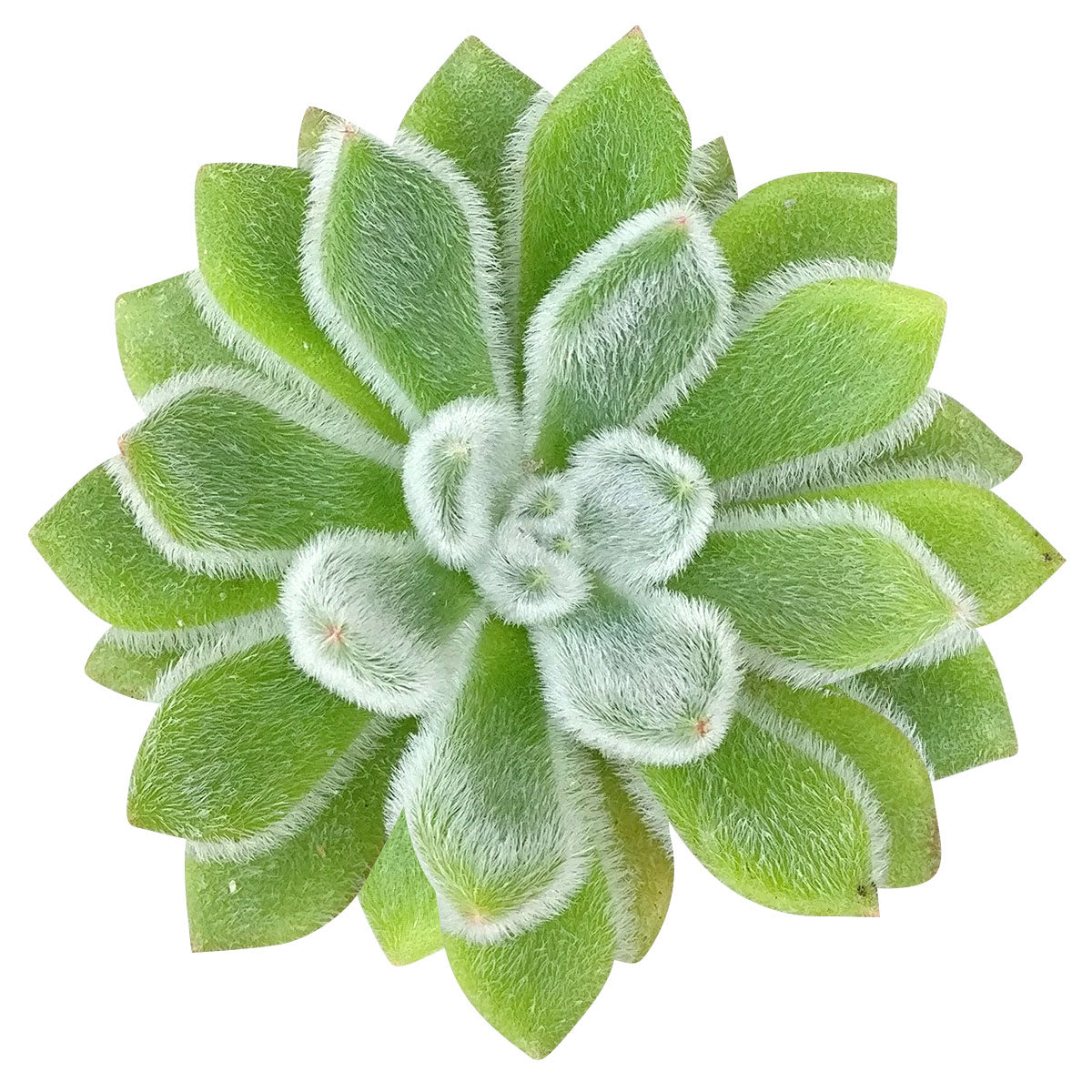 doris taylor succulent care Echeveria Doris Taylor 4 inch / White Modern Pot