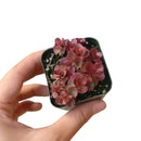 Sedum spurium for sale, red succulent, Dragon blood sedum for sale, best groundcover for shade, Succulents shop near me, Succulents, Rare succulents, how to grow succulents, succulents store in CA, monthly succulents, succulent subscription, succulents garden, Sedum spurium in California, How to grow Sedum spurium