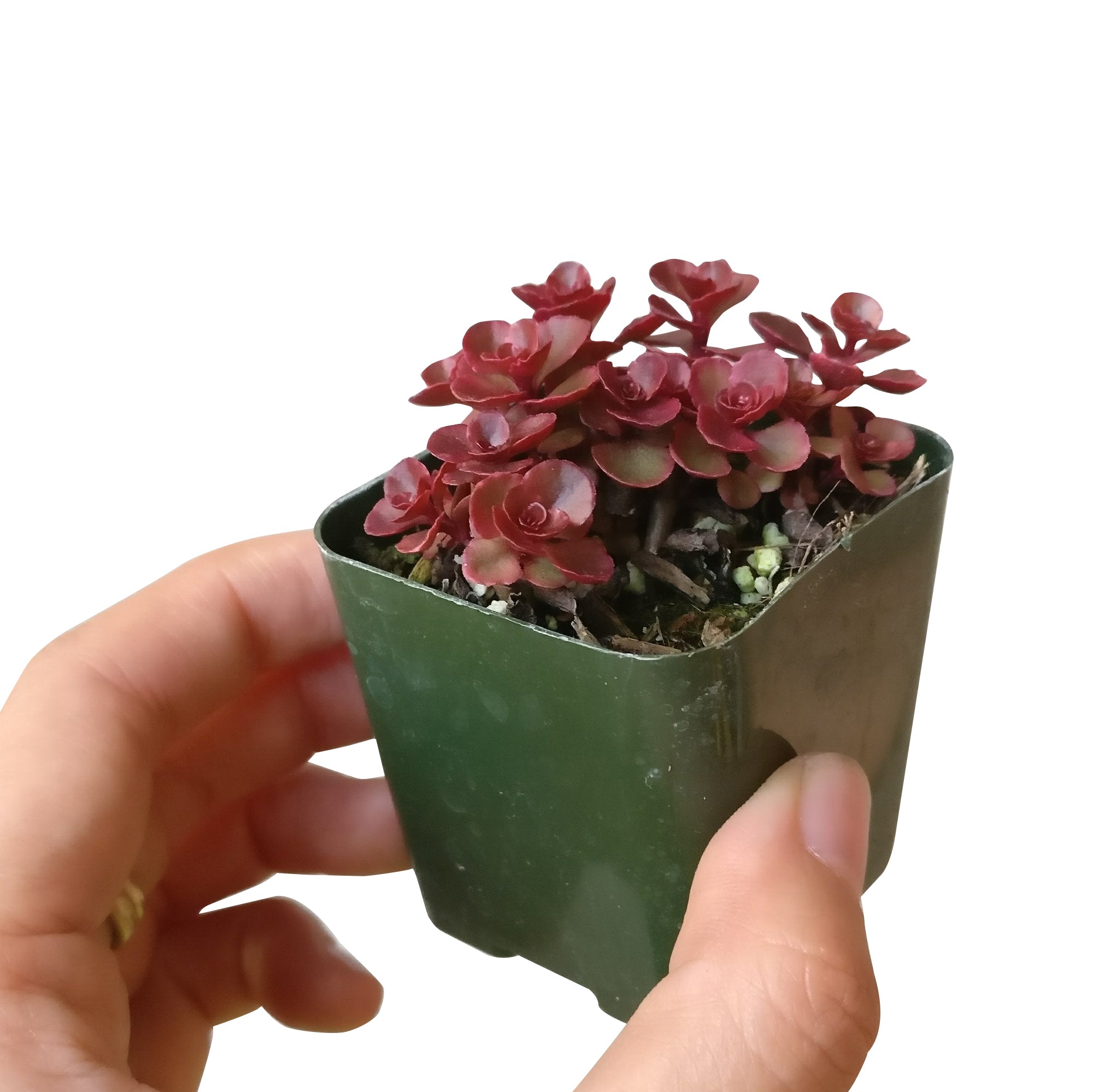 blood succulent target Dragon's Blood Sedum, Red Stonecrop Succulents with Care Guide