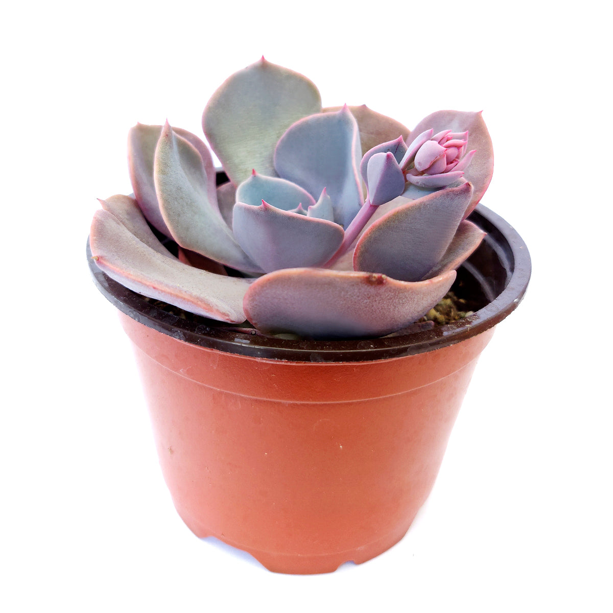 echeveria dusty rose succulent Echeveria Dusty Rose