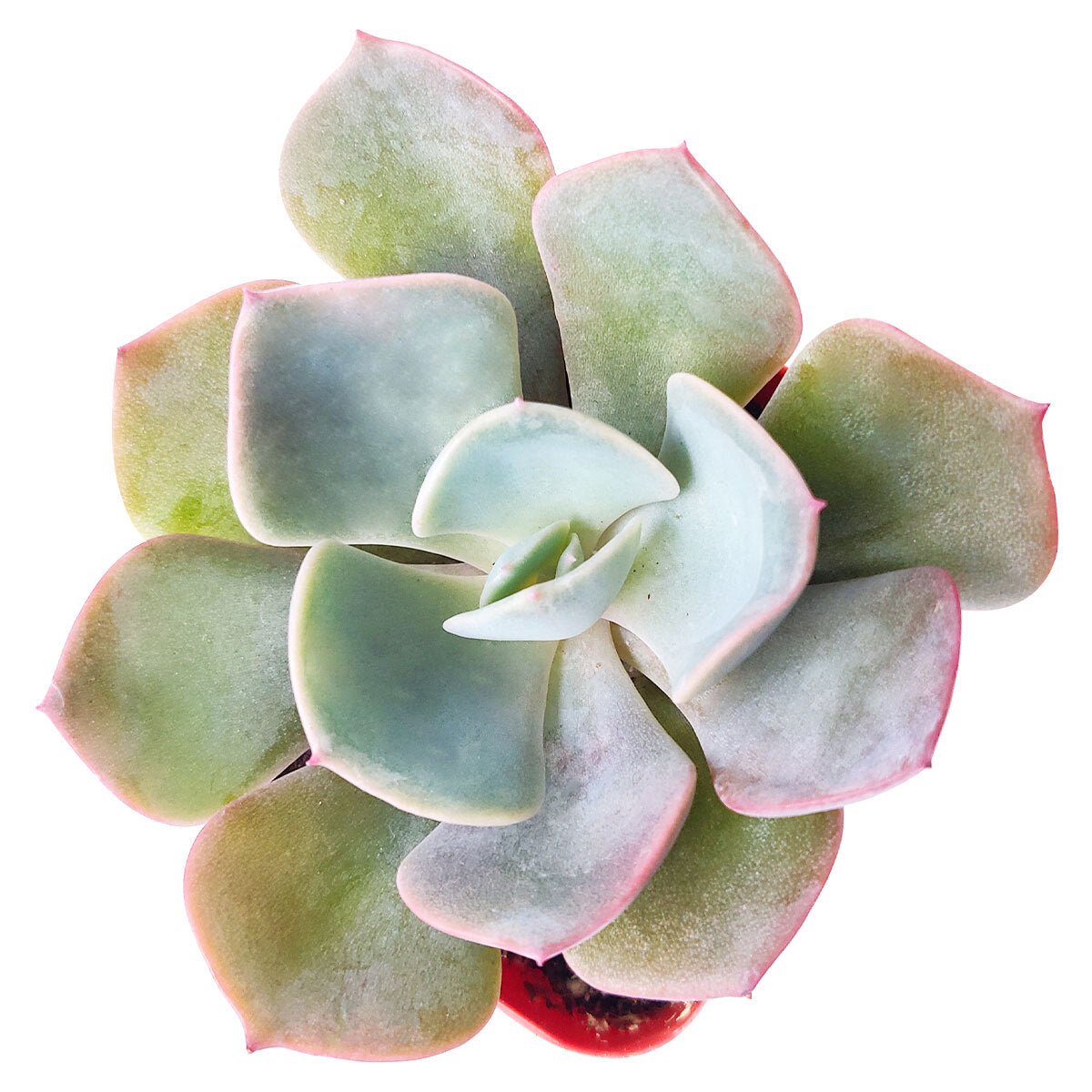 Echeveria Dusty Rose Succulent, Rosette Shaped Succulent Plant, How to grow Echeveria Dusty Rose, Succulent Gift Box, Purple Echeveria Succulent, Shop Succulent in California, Pink Rosette Succulent for Sale, Succulents, Christmas Gift Box, Succulents for thanksgiving gift, Easter succulents idea, Growing succulents for thanksgiving, echeveria, echeveria succulent, echeveria types, succulent echeveria, buy succulents online, succulent shop, succulent store, echeveria plant, indoor succulents