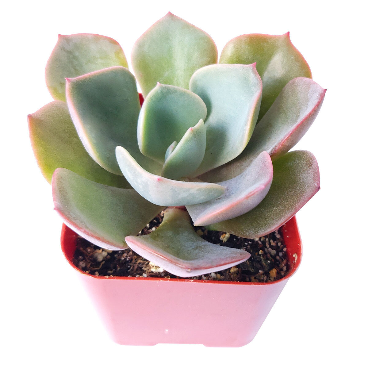 dusty rose succulent Echeveria Dusty Rose
