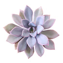 succulent care guide, Succulents, succulents garden, Graptoveria Debbie in California, How to grow Graptoveria Debbie, echeveria, echeveria succulent, echeveria types, succulent echeveria, buy succulents online, succulent shop, succulent store, echeveria plant