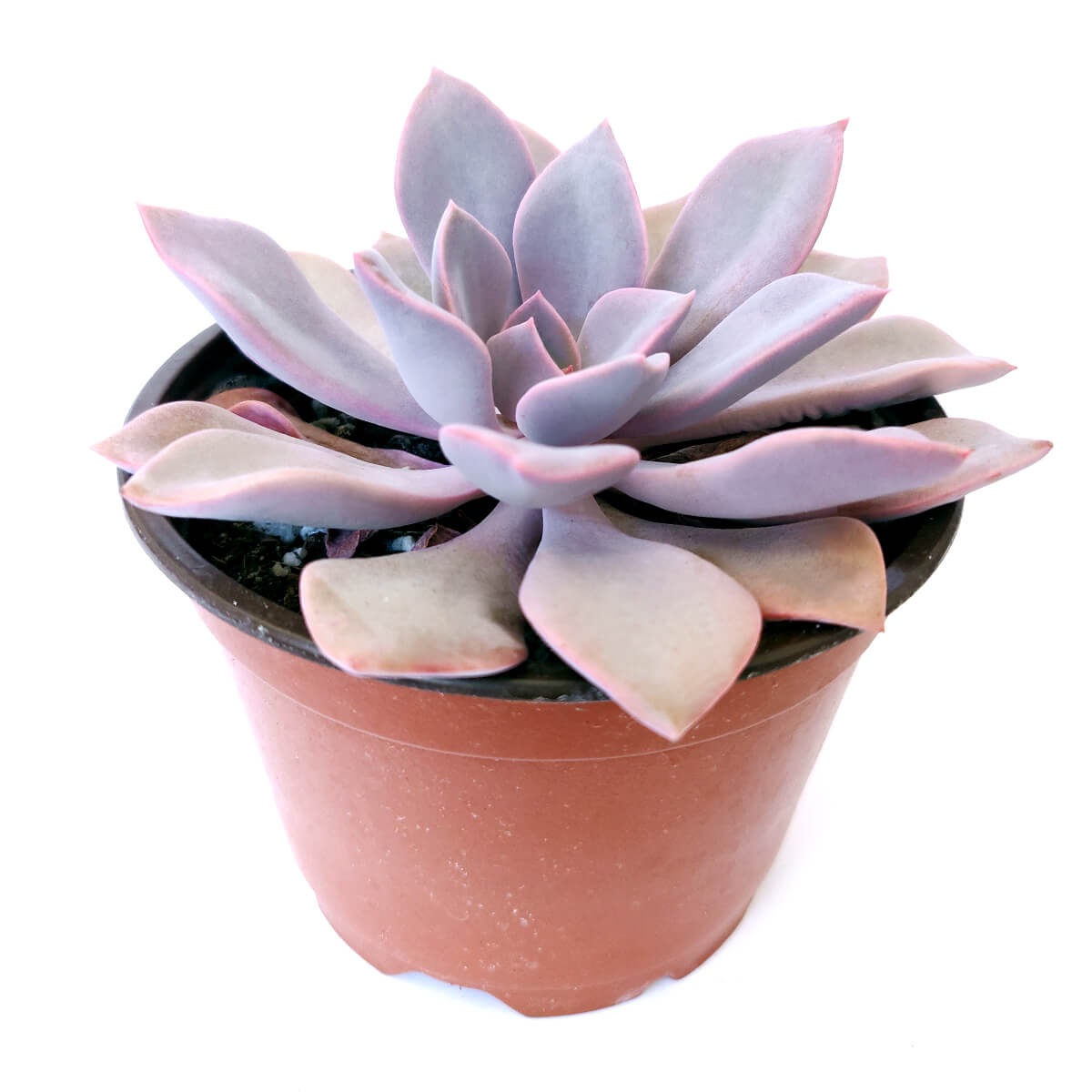 topsy debbie succulent Graptoveria Debbie Purple Rosette Succulent with Care Instruction