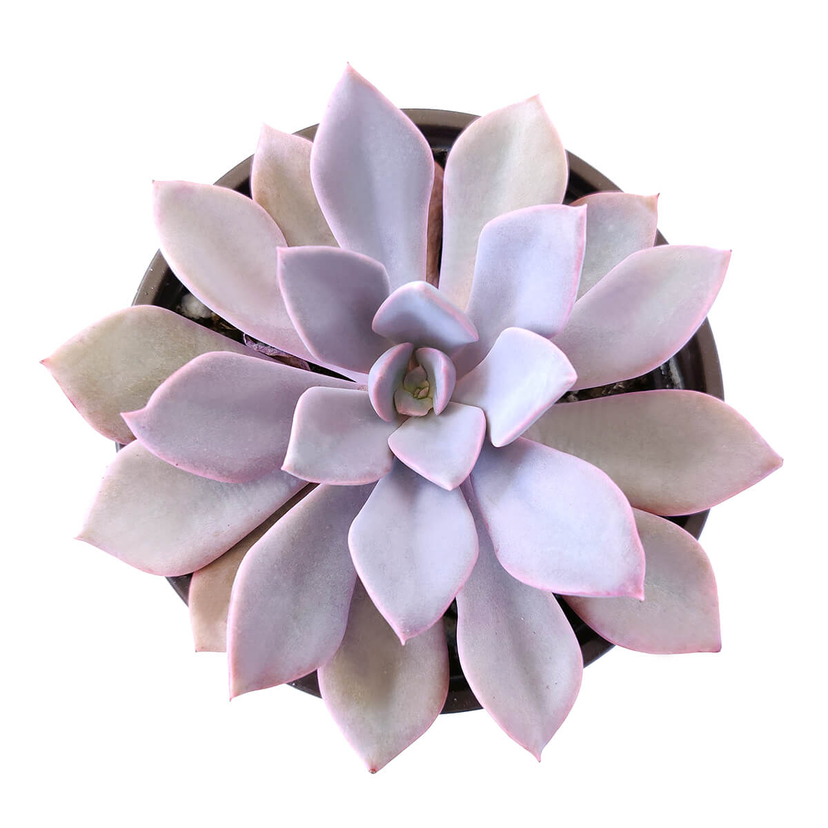 Graptoveria Debbie for sale, Succulents shop near me, Rare succulents, monthly succulents, succulent care tips, succulent care, succulent care guide, Succulents, succulents garden, Graptoveria Debbie in California, How to grow Graptoveria Debbie, echeveria, echeveria succulent, echeveria types, succulent echeveria, buy succulents online, succulent shop, succulent store, echeveria plant