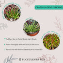 succulent care tips, Devil horns succulent in California, How to grow Devil horns succulent, crassula, crassula plant, crassula succulent, crassula types, crassula varieties, types of crassula, crassula species, crassulas, succulent crassula