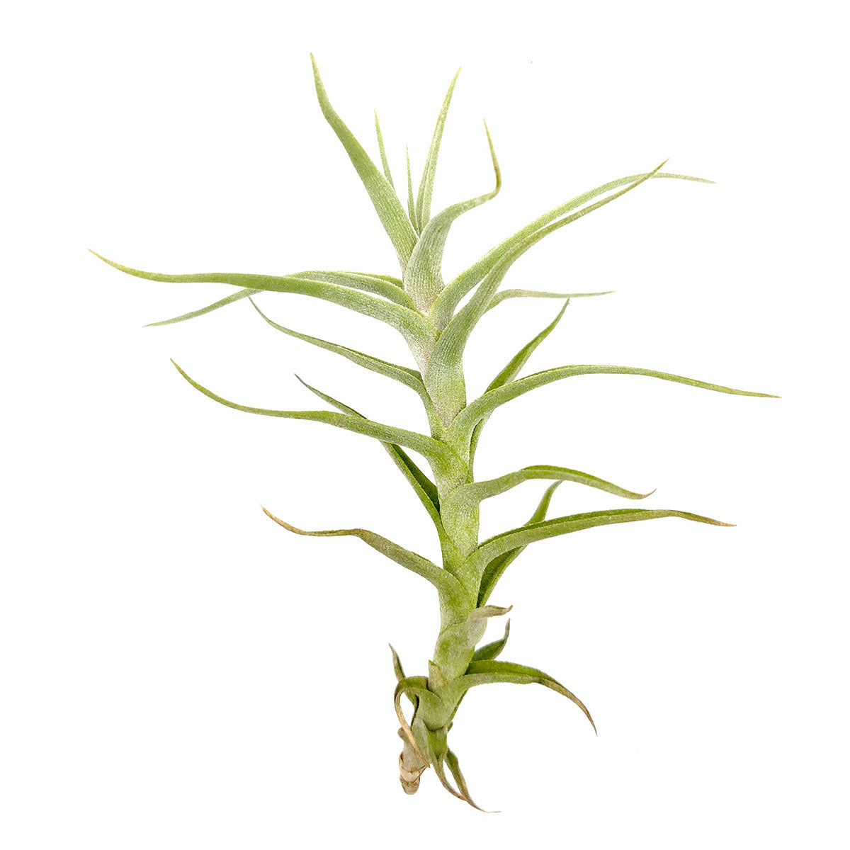 Tillandsia Diaguitensis Air Plant for sale, unique air plant gift decor ideas, How to care for Tillandsia Diaguitensis Air Plant, Tillandsia Diaguitensis Air Plant with care guide