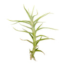 Tillandsia Diaguitensis Air Plant for sale, unique air plant gift decor ideas, How to care for Tillandsia Diaguitensis Air Plant, Tillandsia Diaguitensis Air Plant with care guide