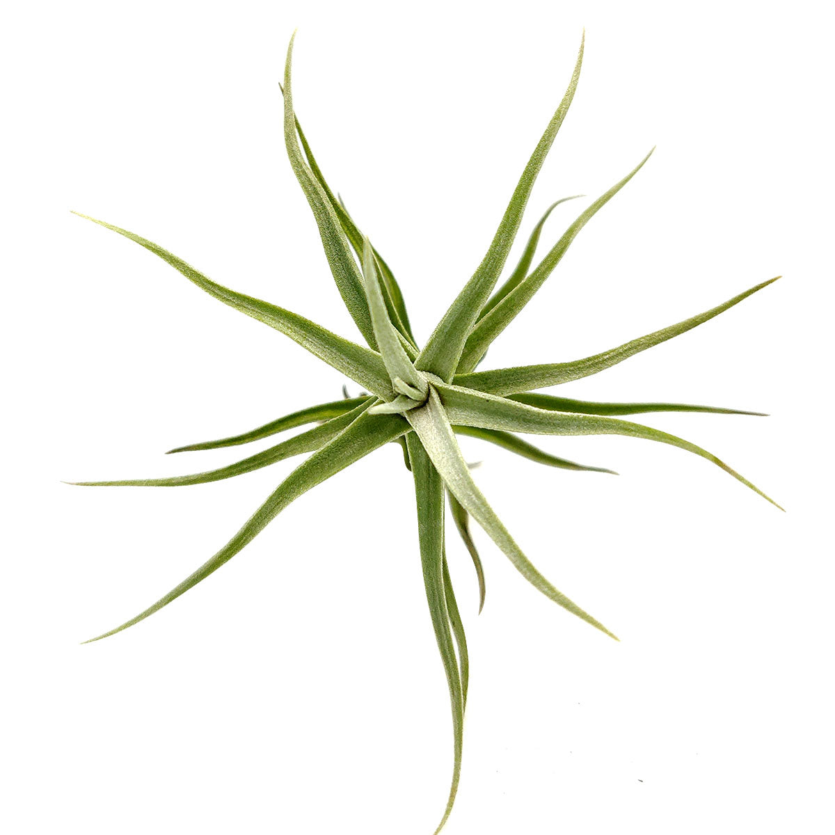 Tillandsia Diaguitensis Air Plant for sale, unique air plant gift decor ideas, How to care for Tillandsia Diaguitensis Air Plant, Tillandsia Diaguitensis Air Plant with care guide