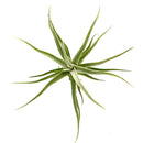 Tillandsia Diaguitensis Air Plant for sale, unique air plant gift decor ideas, How to care for Tillandsia Diaguitensis Air Plant, Tillandsia Diaguitensis Air Plant with care guide