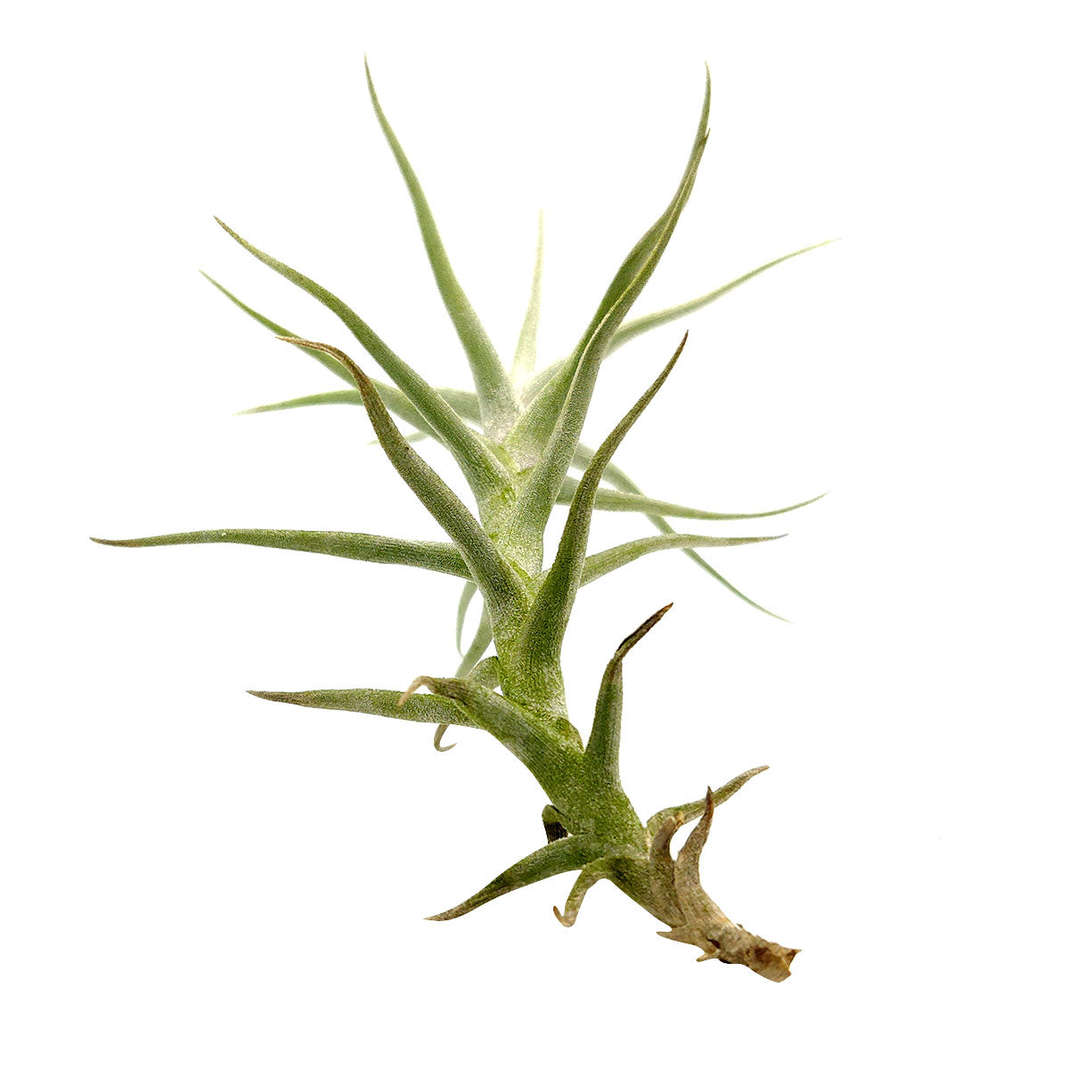 Tillandsia Diaguitensis Air Plant for sale, unique air plant gift decor ideas, How to care for Tillandsia Diaguitensis Air Plant, Tillandsia Diaguitensis Air Plant with care guide