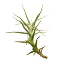 Tillandsia Diaguitensis Air Plant for sale, unique air plant gift decor ideas, How to care for Tillandsia Diaguitensis Air Plant, Tillandsia Diaguitensis Air Plant with care guide