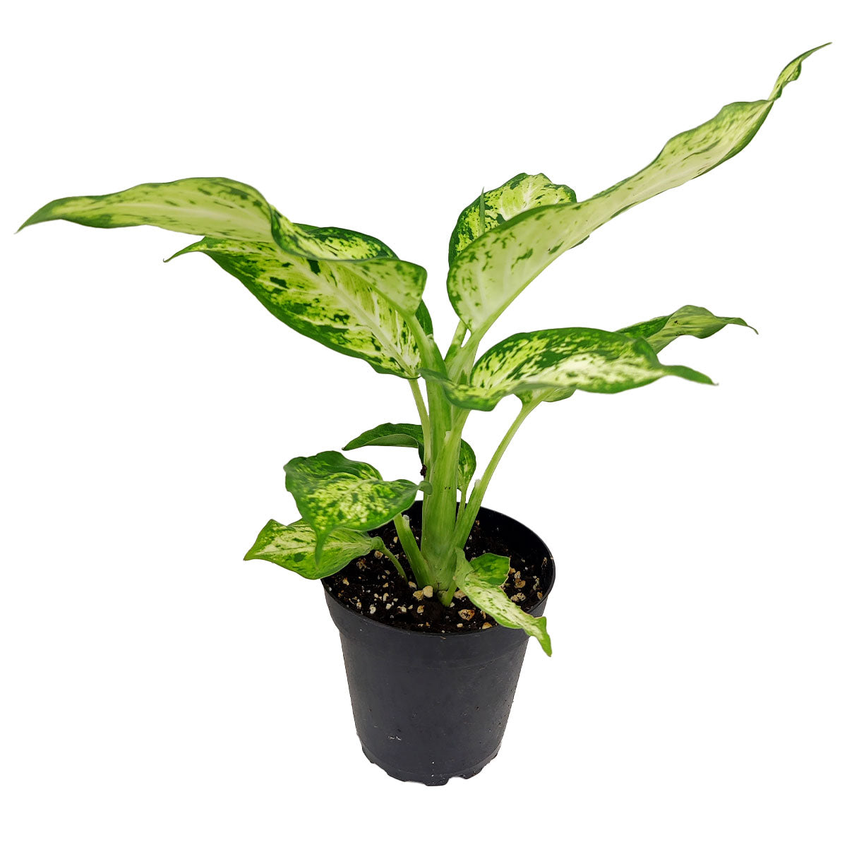 Dieffenbachia Amy care guide, houseplants with green and cream leaves, best indoor houseplants, Dieffenbachia Amy for air purifying