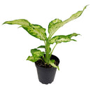easy to care for houseplants, houseplants with huge foliage, plant gift ideas, how to care for Dieffenbachia Amy, Dieffenbachia Amy, Dumb Cane Amy