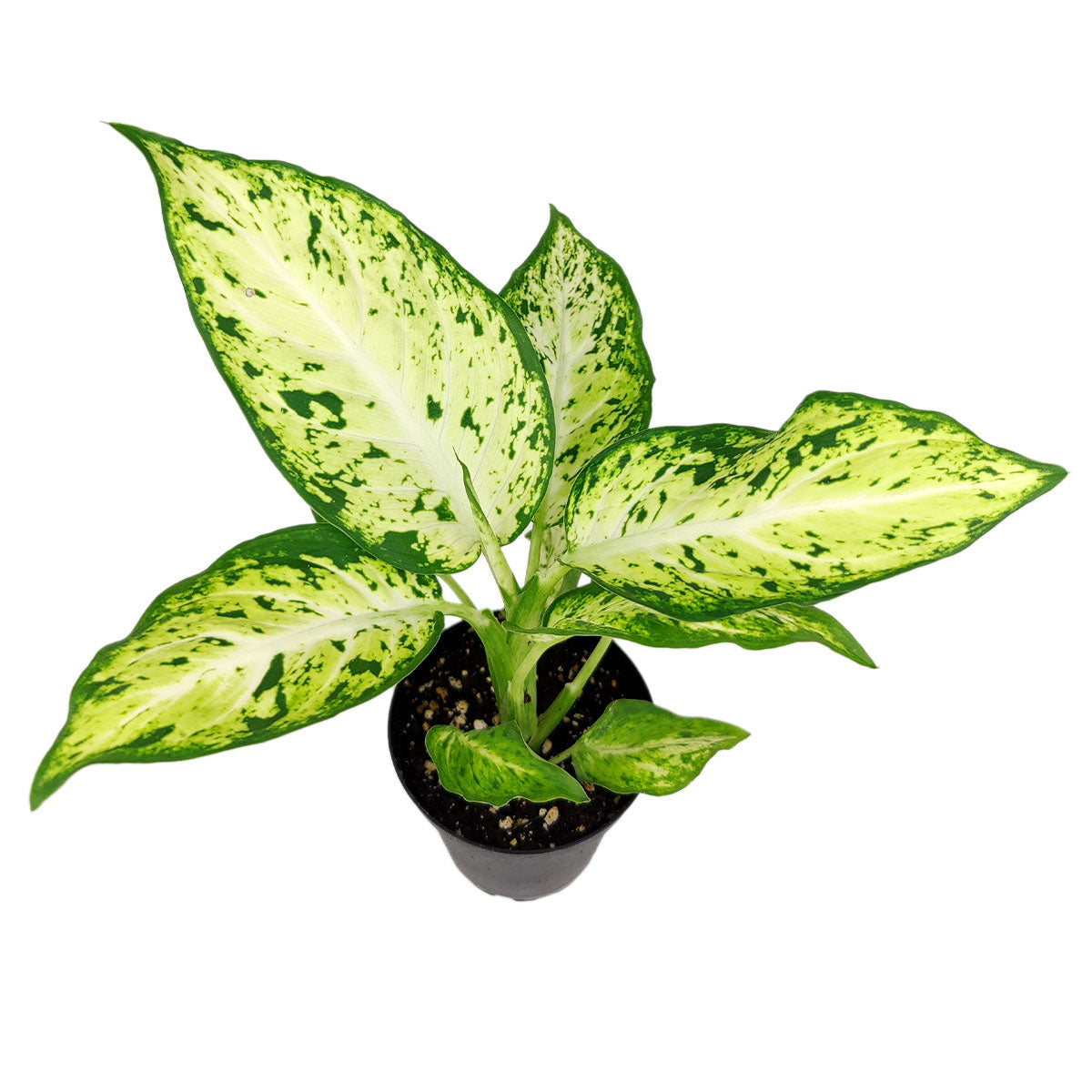 Dieffenbachia Amy, medium-light houseplants, houseplants with colorful foliage, Dumb Cane Amy light and watering requirements