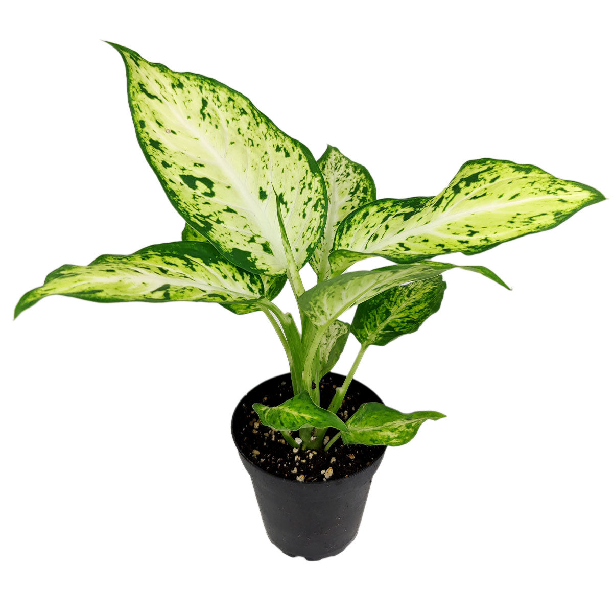 Dieffenbachia Amy, Dumb Cane Amy, how to care for Dieffenbachia Amy, easy to care for houseplants, houseplants with huge foliage, plant gift ideas