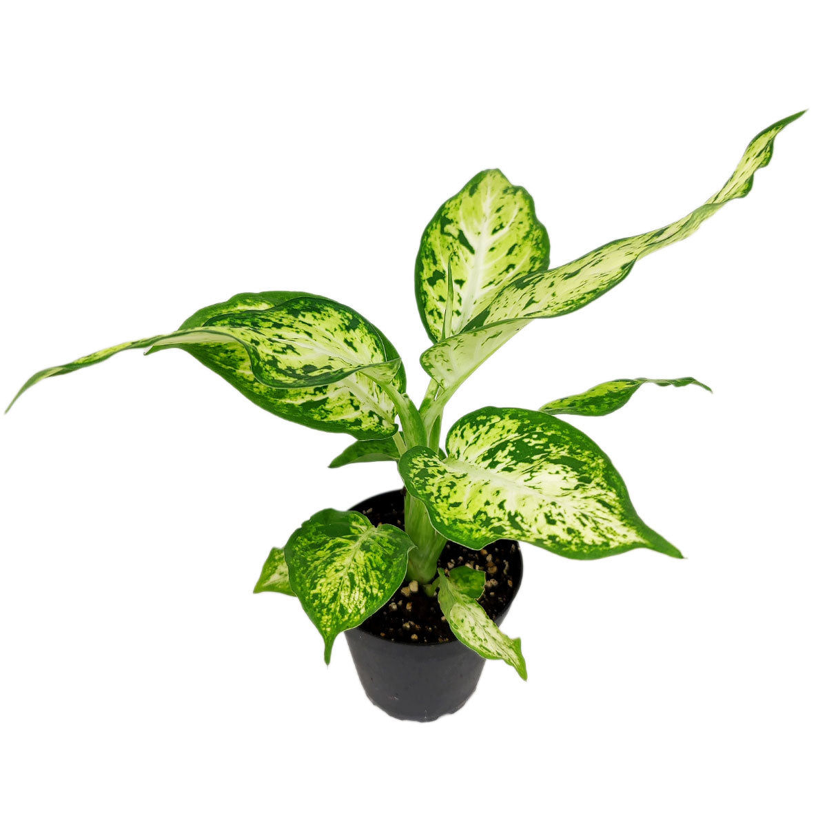 Dieffenbachia Amy care guide, houseplants with green and cream leaves, best indoor houseplants, Dieffenbachia Amy for air purifying