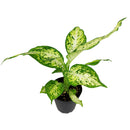 easy to care for houseplants, houseplants with huge foliage, plant gift ideas, how to care for Dieffenbachia Amy, Dieffenbachia Amy, Dumb Cane Amy