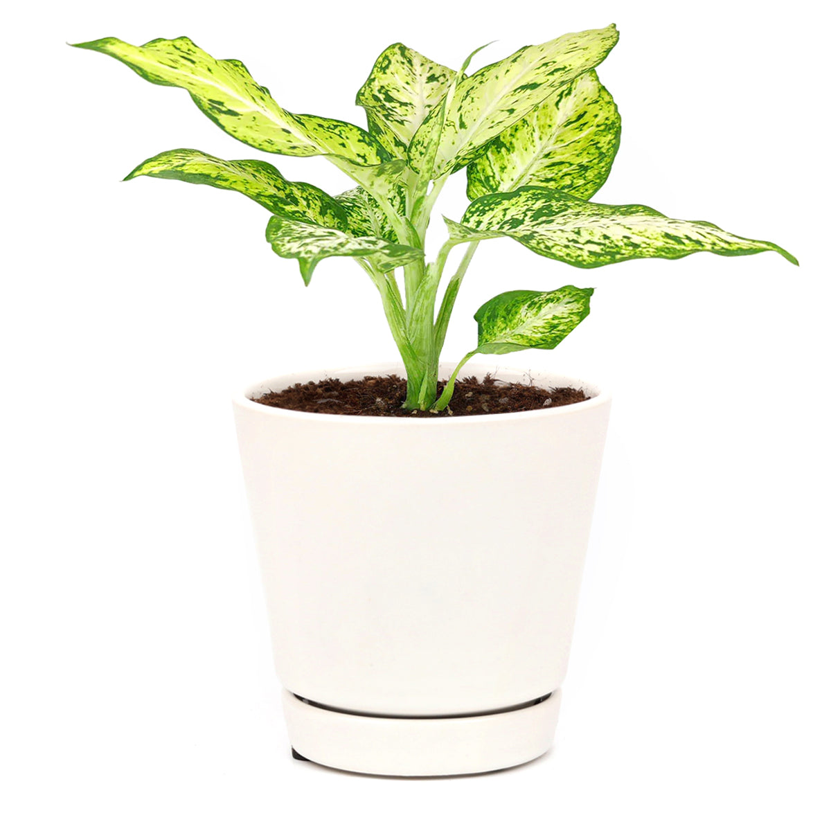 dieffenbachia amy plant Dieffenbachia Amy | Colorful Houseplant | Tropical Houseplant