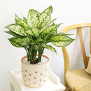 easy to care for houseplants, houseplants with huge foliage, plant gift ideas, how to care for Dieffenbachia Amy, Dieffenbachia Amy, Dumb Cane Amy