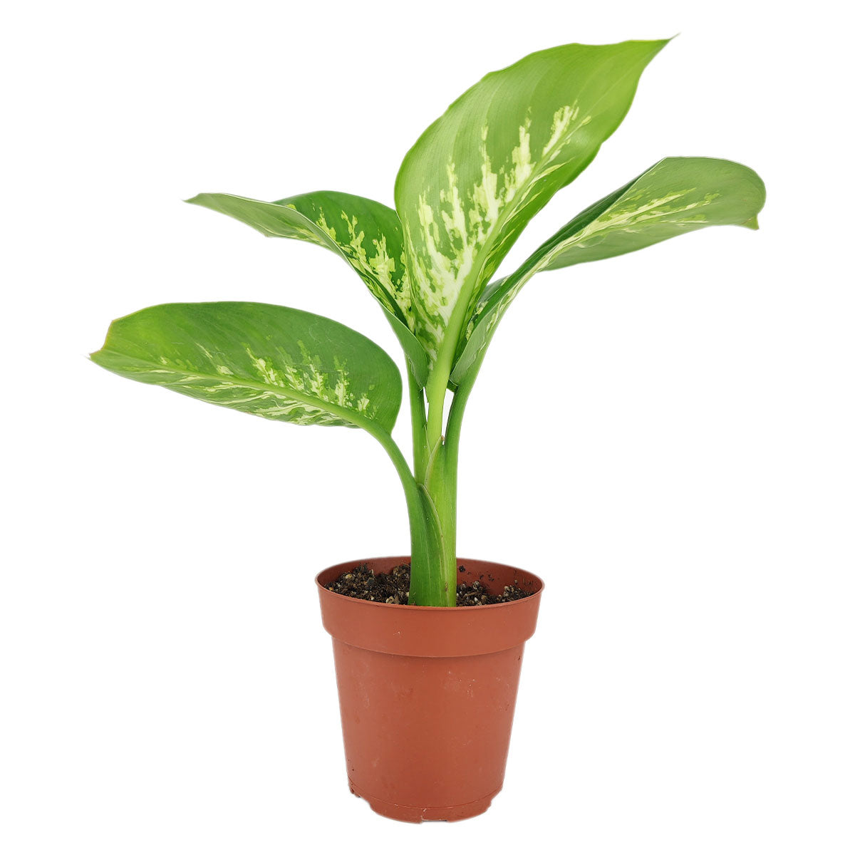 dieffenbachia bianca Dieffenbachia Tropic Snow