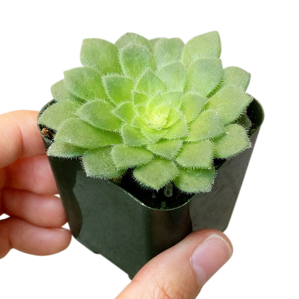succulent aeonium tabuliforme indoors Aeonium Dinner Plate - Aeonium Tabuliforme Flat Succulent Plant