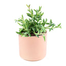 String of Dolphins Plant for sale, Senecio Peregrinus Succulent for sale, Dolphins Necklace Plant, Rare Succulents, Trailing Hanging Plant, Dolphins Succulent with Care Guide