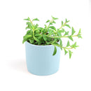 String of Dolphins Plant for sale, Senecio Peregrinus Succulent for sale, Dolphins Necklace Plant, Rare Succulents, Trailing Hanging Plant, Dolphins Succulent with Care Guide