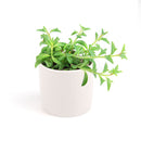 String of Dolphins Plant for sale, Senecio Peregrinus Succulent for sale, Dolphins Necklace Plant, Rare Succulents, Trailing Hanging Plant, Dolphins Succulent with Care Guide