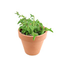 String of Dolphins Plant for sale, Senecio Peregrinus Succulent for sale, Dolphins Necklace Plant, Rare Succulents, Trailing Hanging Plant, Dolphins Succulent with Care Guide