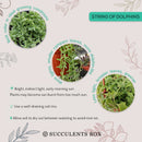 String of Dolphins Plant for sale, Senecio Peregrinus Succulent for sale, Dolphins Necklace Plant, Rare Succulents, Trailing Hanging Plant, Dolphins Succulent with Care Guide