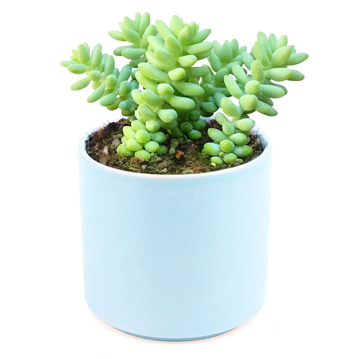 sedum donkey&#39;s tail, sedum burrito, succulents garden, how to grow succulents, monthly succulents, cactus, Succulents, succulent care guide, succulents store in CA, indoor succulents, sedum donkey&#39;s tail in California, How to grow sedum donkey&#39;s tail, Indoor Succulents