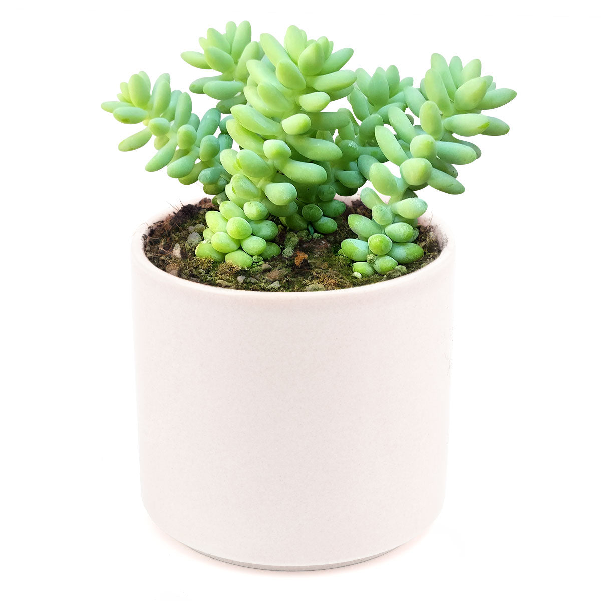 sedum donkey&#39;s tail, sedum burrito, succulents garden, how to grow succulents, monthly succulents, cactus, Succulents, succulent care guide, succulents store in CA, indoor succulents, sedum donkey&#39;s tail in California, How to grow sedum donkey&#39;s tail, Indoor Succulents