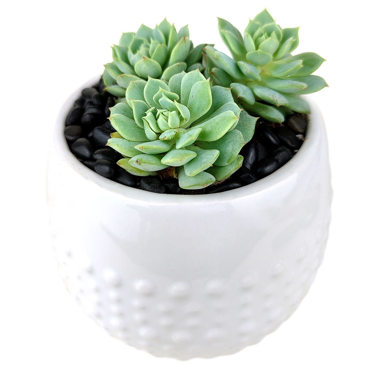 White Dot Pot for sale, ceramic vase for home decor, ceramic succulent and cactus pots for sale, Succulent gift ideas