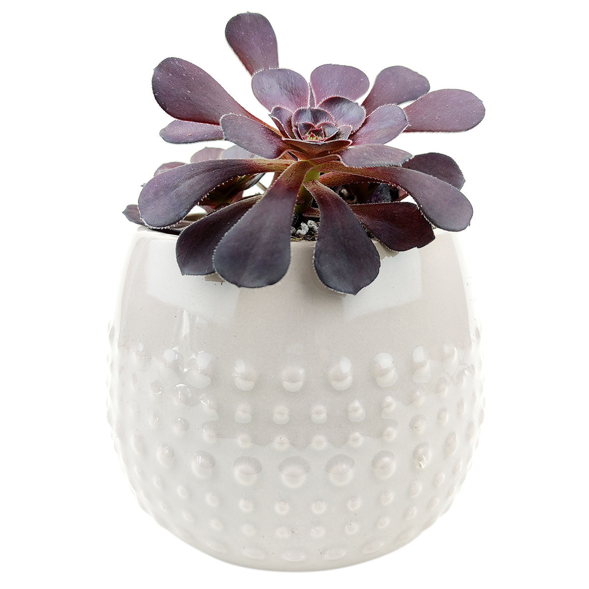 Beige Dot Pot for sale, ceramic vase for home decor, ceramic succulent and cactus pots for sale, Succulent gift ideas