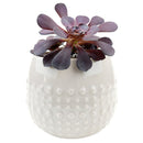White Dot Pot for sale, ceramic vase for home decor, ceramic succulent and cactus pots for sale, Succulent gift ideas